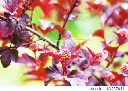 丸い球状の花　”アメリカテマリシモツケ” 83657051
