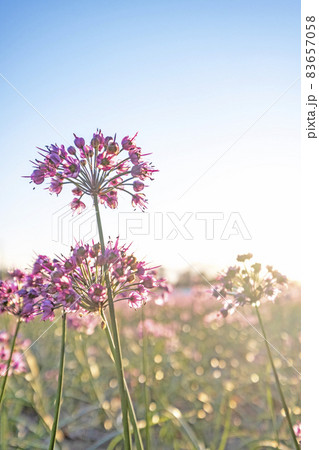 ラッキョウの花　 83657058