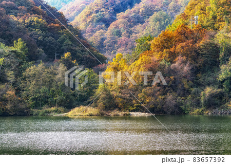 Autumn leaves near river Autumn leaves near river 83657392