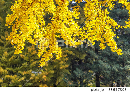 Gingko tree autumn foliage Gingko tree autumn foliage 83657393