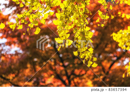 Gingko tree autumn foliage 83657394