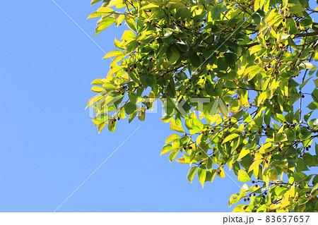 榎(エノキ)の紅葉と実 榎(エノキ)の紅葉と実 83657657