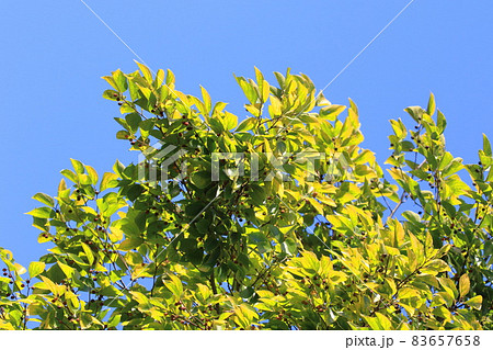 榎（エノキ）の紅葉と実　　 83657658