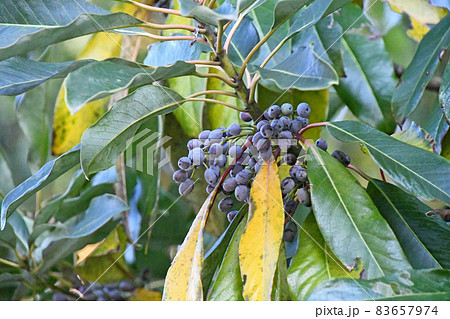 ユズリハの実 83657974