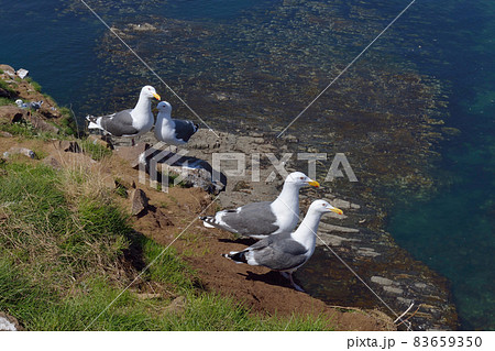 オオセグロカモメの営巣地(北海道・知床) オオセグロカモメの営巣地(北海道・知床) 83659350