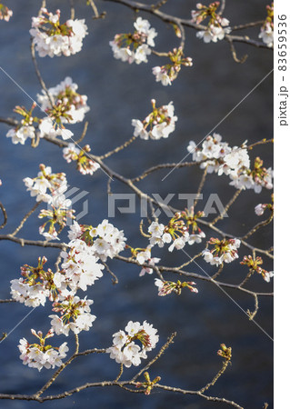 東京都日野市 程久保川の桜並木の写真素材