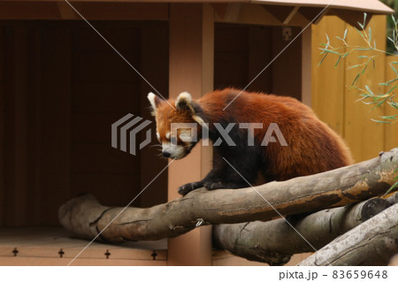 動物園のレッサーパンダ 動物園のレッサーパンダ 83659648