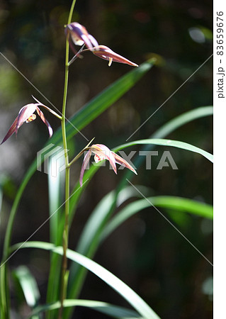 カンラン（寒蘭） 83659676