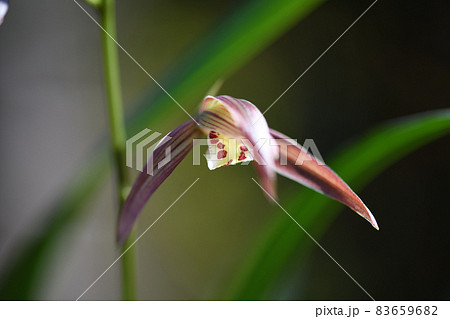 カンラン（寒蘭） 83659682