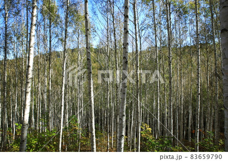 森 自然 樹木 83659790