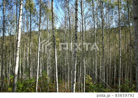 森 森林 白樺 83659792