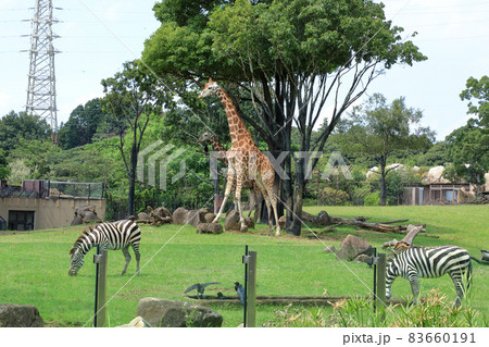 横浜市立よこはま動物園ズーラシア　神奈川県横浜市 83660191