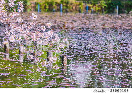 桜と池の花筏　東京 83660193