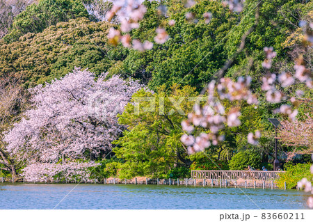 桜咲く善福寺公園　東京 83660211