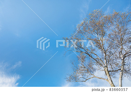 秋の空と白樺 83660357