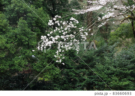 岐阜散策・101（岐阜県岐阜市） 83660693