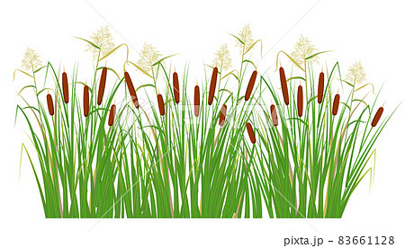 Cane and reeds in the green grass. Swamp and river plants. Vector flat illustration 83661128