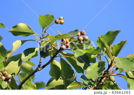 隠蓑（カクレミノ）の葉と実 83661263