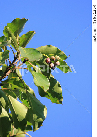 隠蓑（カクレミノ）の葉と実 83661264