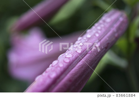 水滴と花　クローズアップマクロ 83661884