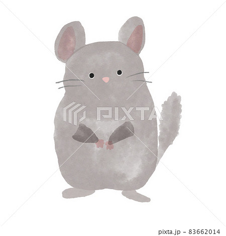 チンチラのイラスト素材 6614