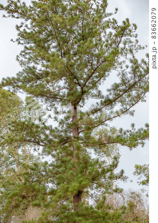 Big Pines Tree Big Pines Tree 83662079