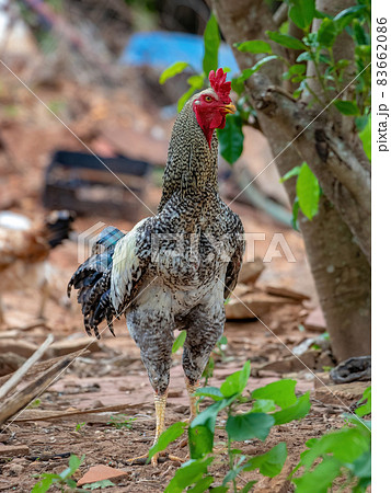 Gray adult rooster with red crest 83662086