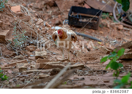 domestic animal chicken 83662087