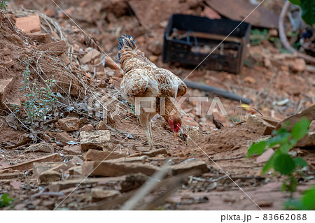 domestic animal chicken 83662088