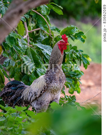 Gray adult rooster with red crest 83662089