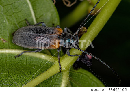 Adult Flat-faced Longhorn Beetle Adult Flat-faced Longhorn Beetle 83662106