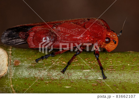 Adult Red Froghopper Insect Adult Red Froghopper Insect 83662107