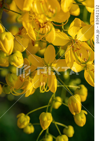Golden Rain Tree Yellow Flowers 83662132