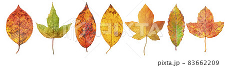 紅葉した落ち葉のテクスチャー 83662209