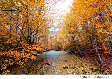 Autumn Foliage in Yedigoller park. Bolu, Turkey. Autumn Foliage in Yedigoller park. Bolu, Turkey. 83662274