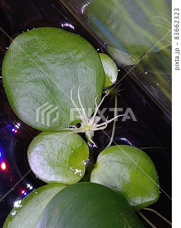 水槽で咲いたアマゾンフロッグピットの花 83662323