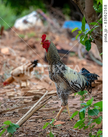 にわとりページ Gray adult rooster with red crestの写真素材 [83662568] - PIXTA