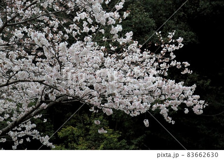 岐阜散策・144(岐阜県岐阜市) 岐阜散策・144(岐阜県岐阜市) 83662630