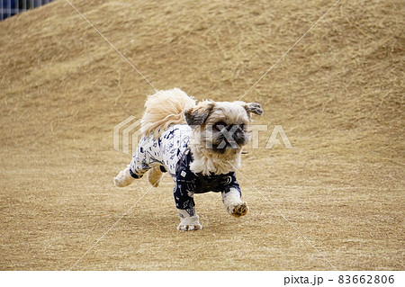 茶色い芝生を走る犬 83662806