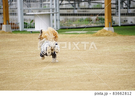 走っている犬の後ろ姿 走っている犬の後ろ姿 83662812