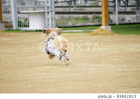 走っている犬の後ろ姿 83662813