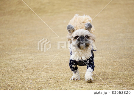 こちらに向かって走ってくる犬の正面 83662820