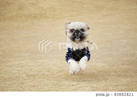 こちらに向かって走ってくる犬の正面 こちらに向かって走ってくる犬の正面 83662821