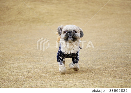 こちらに向かって走ってくる犬の正面 こちらに向かって走ってくる犬の正面 83662822