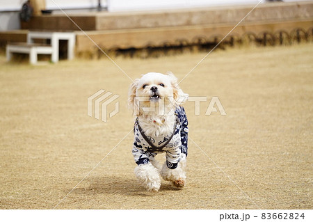 こちらに向かって走ってくる犬の正面の写真素材 6624