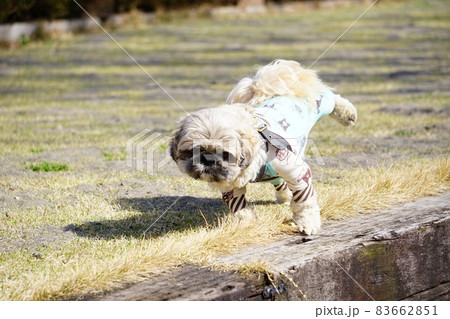 片足を上げる犬 83662851