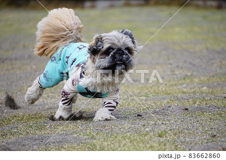 砂を蹴って走る犬 砂を蹴って走る犬 83662860