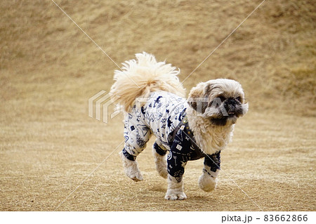 茶色い芝生を走る犬 83662866