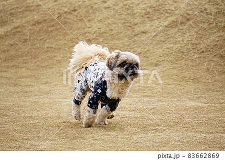茶色い芝生を走る犬 83662869