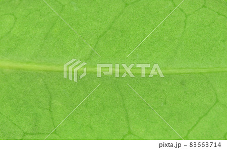 ハマヒサカキ（浜姫榊）の葉と葉脈 83663714